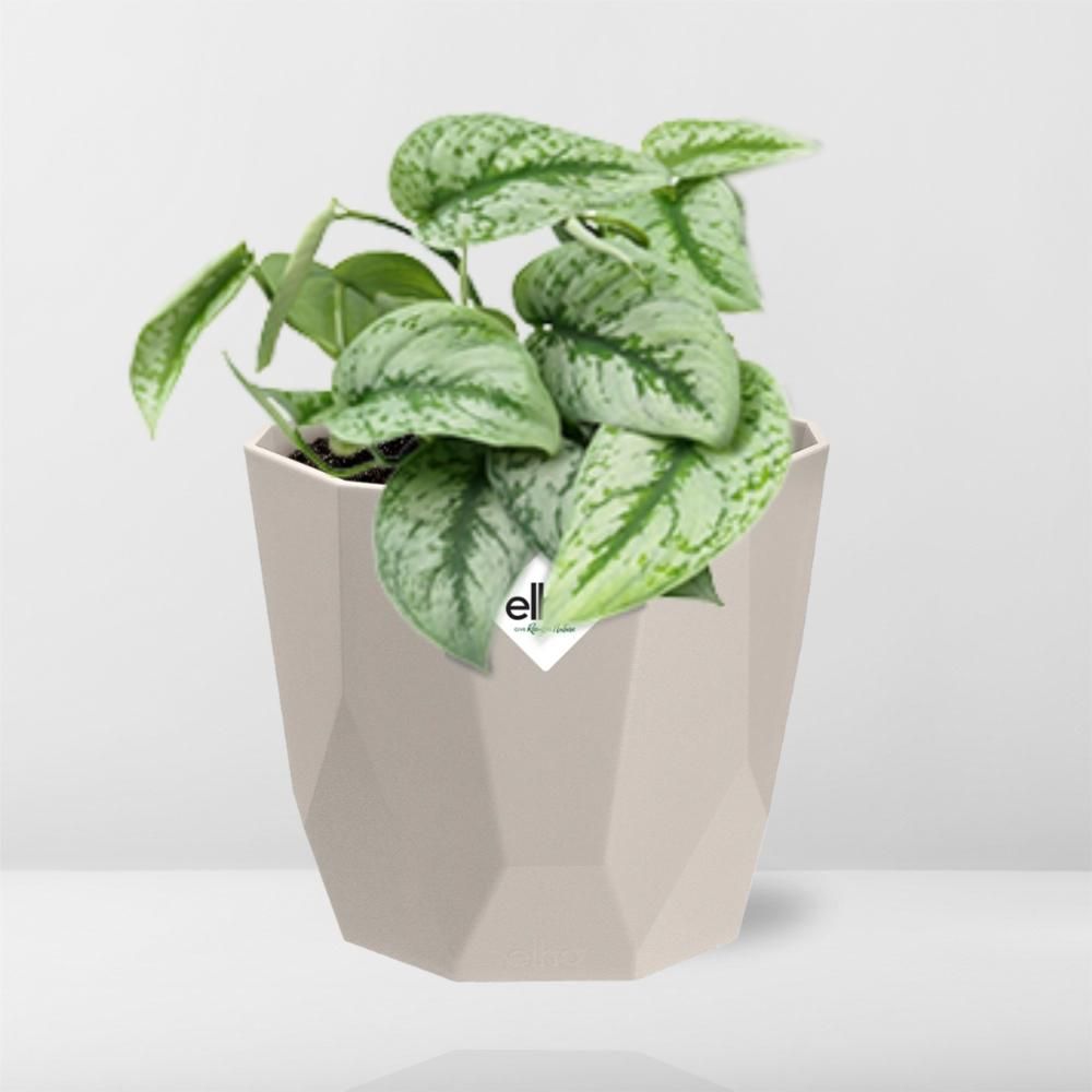 Scindapsus Pictus ‘Trebie’ in ELHO b.for rock 14 cm warm grey (21610)