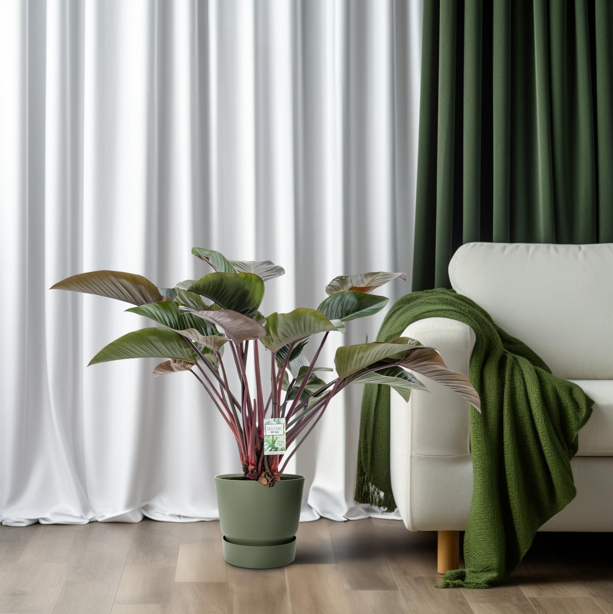 Philodendron Red Beauty (25010)