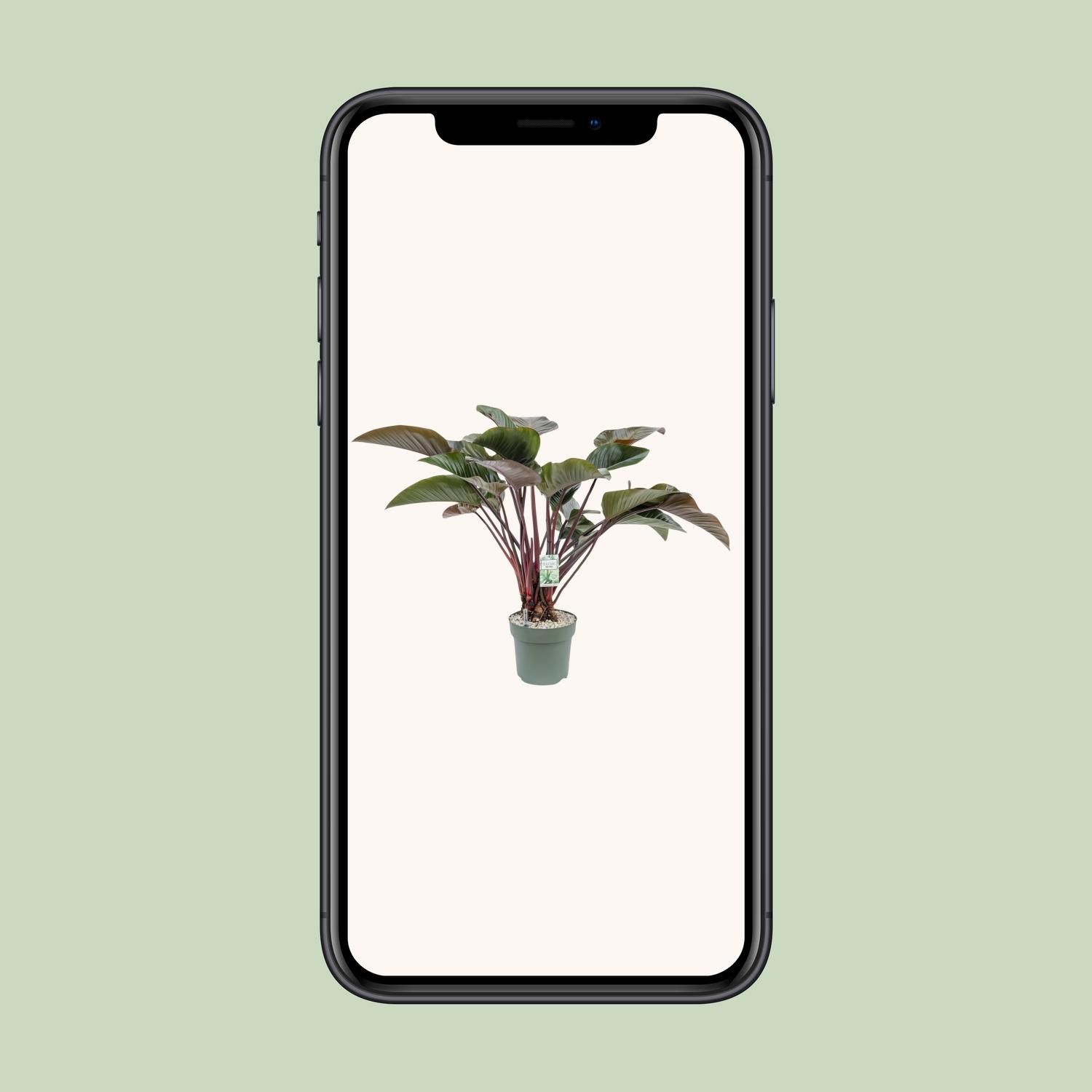 Philodendron Red Beauty (25010)