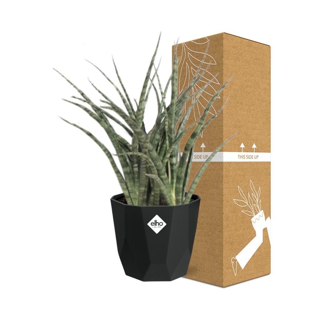 Sansevieria Fernwood Punk in 14cm b.for rock living black (21650)