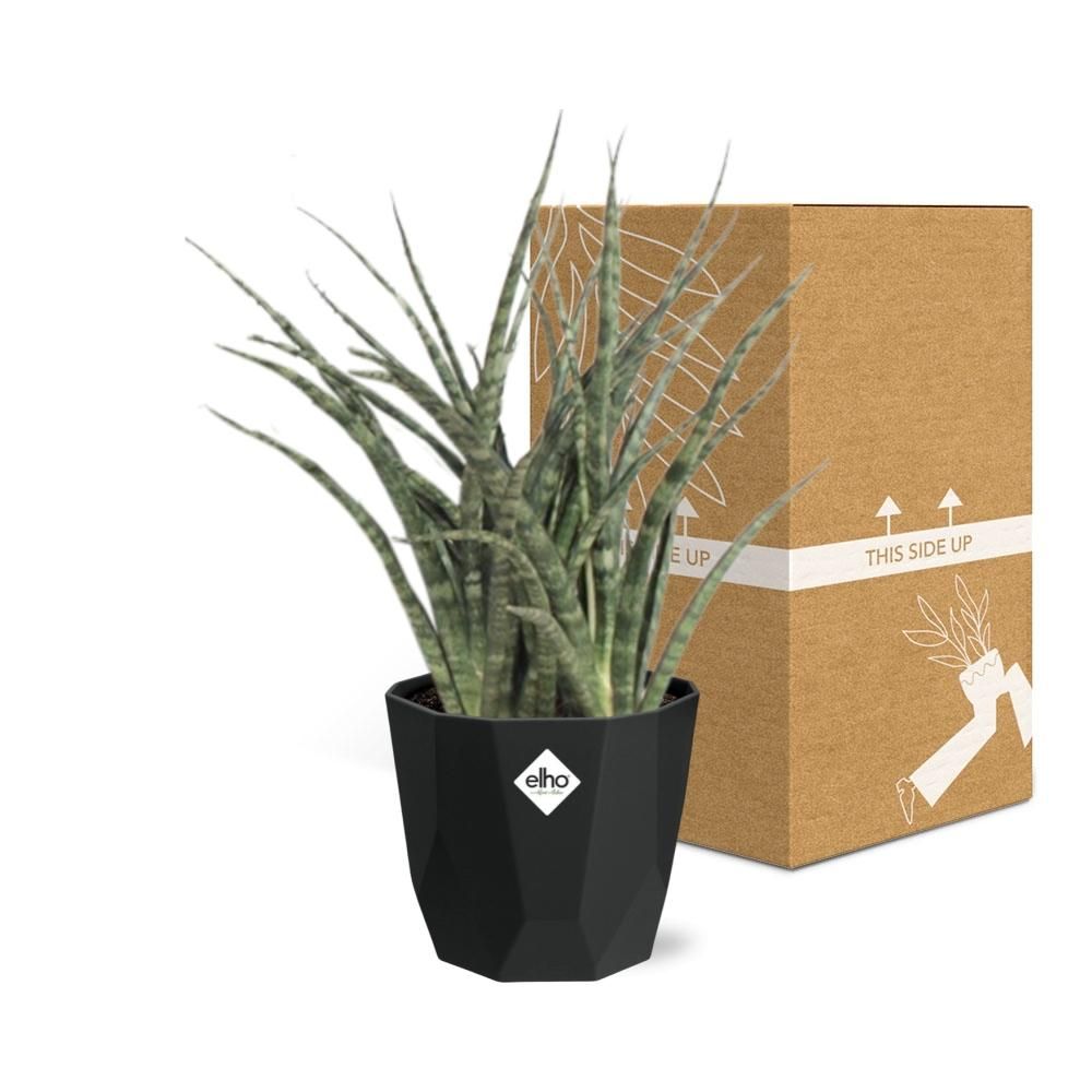 Sansevieria Fernwood Punk in 14cm b.for rock living black (21650)