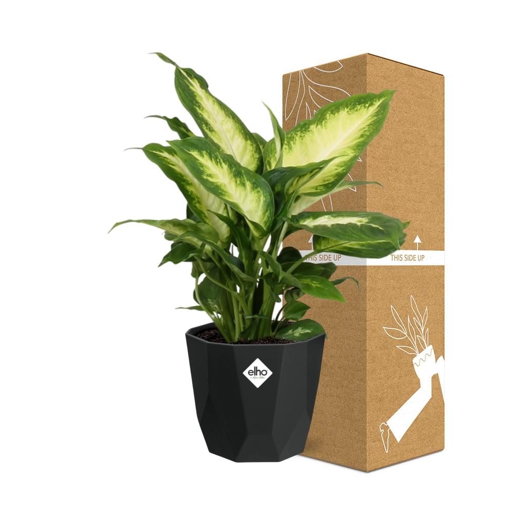 Dieffenbachia ‘Camilla’ in 14cm b.for rock living black (21761)