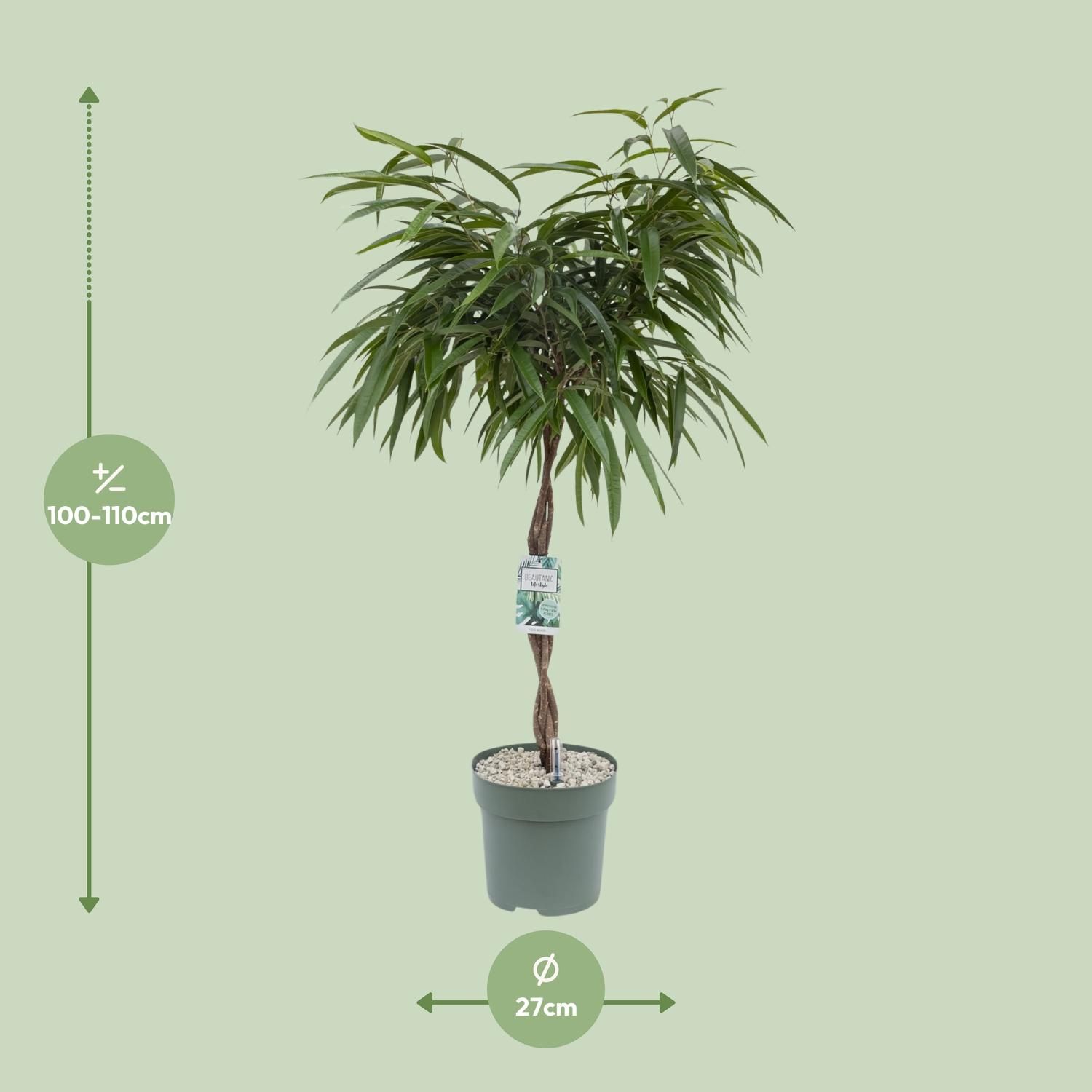 Ficus Mahori (24951)