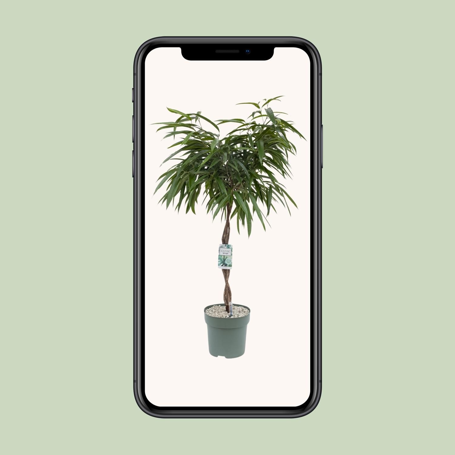 Ficus Mahori (24951)