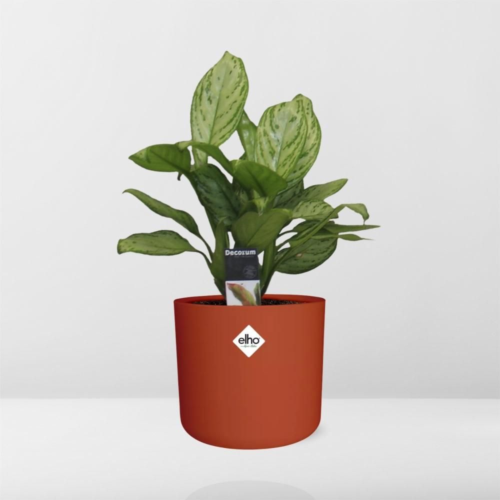 Aglaonema Christina in ELHO b.for soft rond 14cm brique (21479)