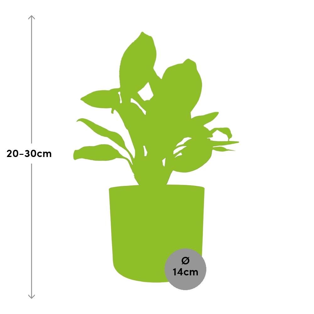 Aglaonema Christina in ELHO b.for soft rond 14cm brique (21479)