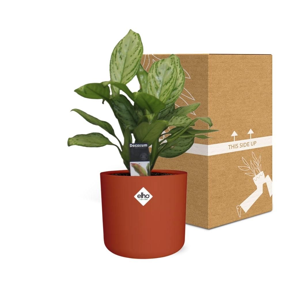 Aglaonema Christina in ELHO b.for soft rond 14cm brique (21479)