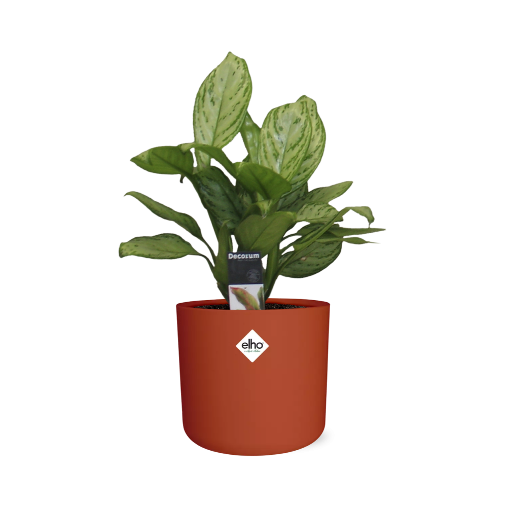 Aglaonema Christina in ELHO b.for soft rond 14cm brique (21479)