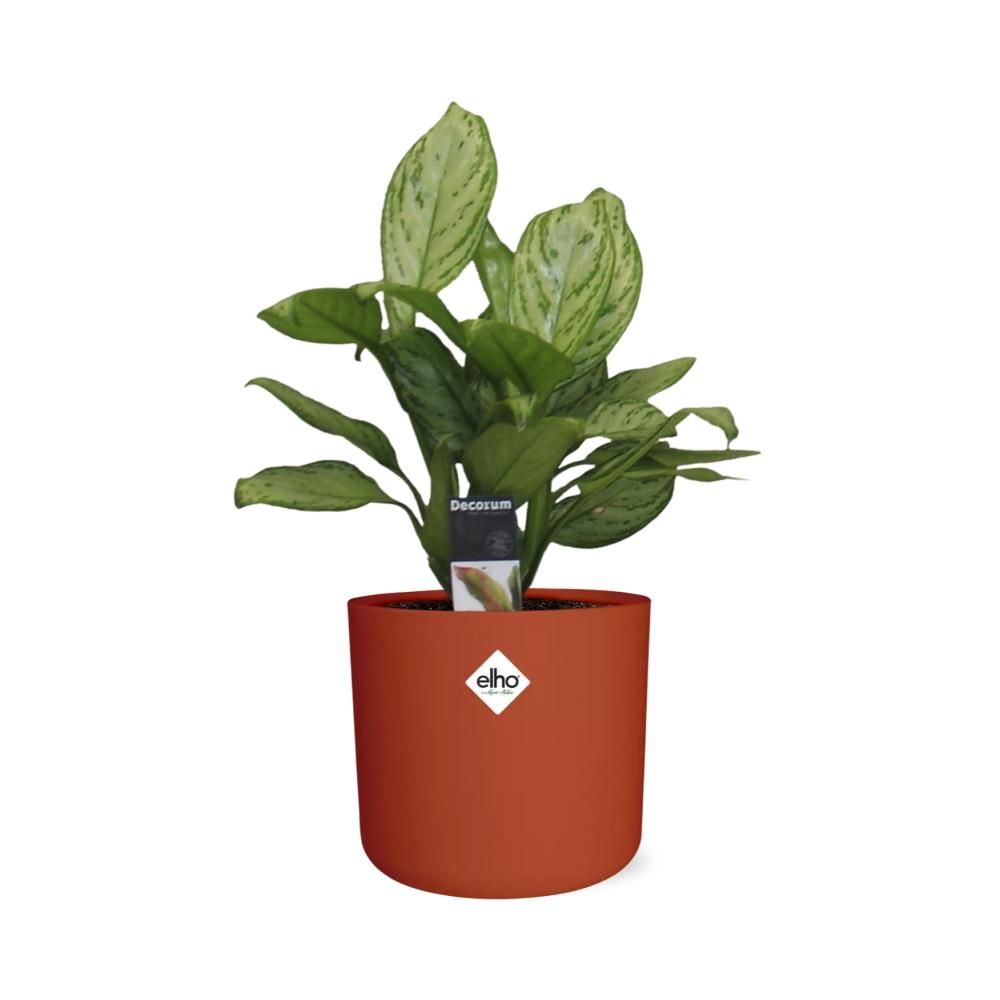 Aglaonema Christina in ELHO b.for soft rond 14cm brique (21479)