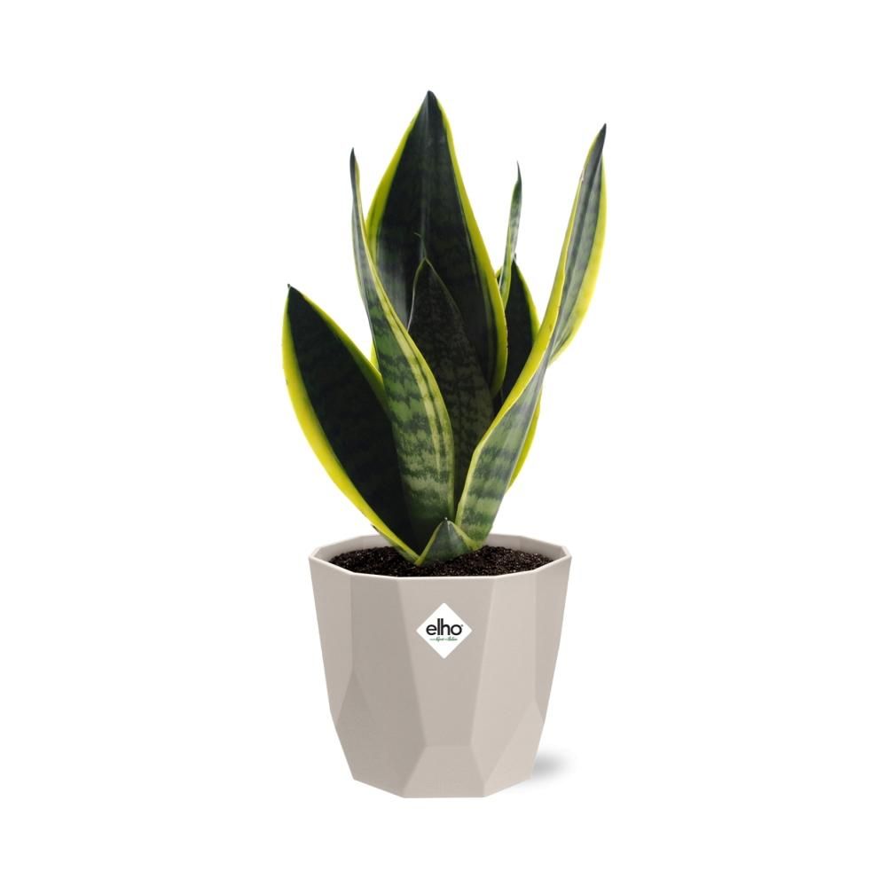 Sansevieria Futura Superba in ELHO b.for rock 14 cm warm grey (21776)