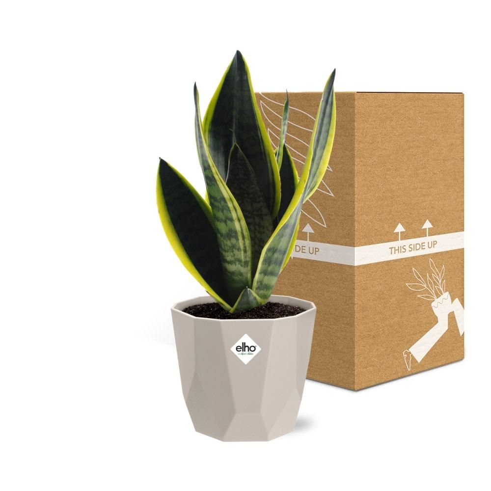 Sansevieria Futura Superba in ELHO b.for rock 14 cm warm grey (21776)