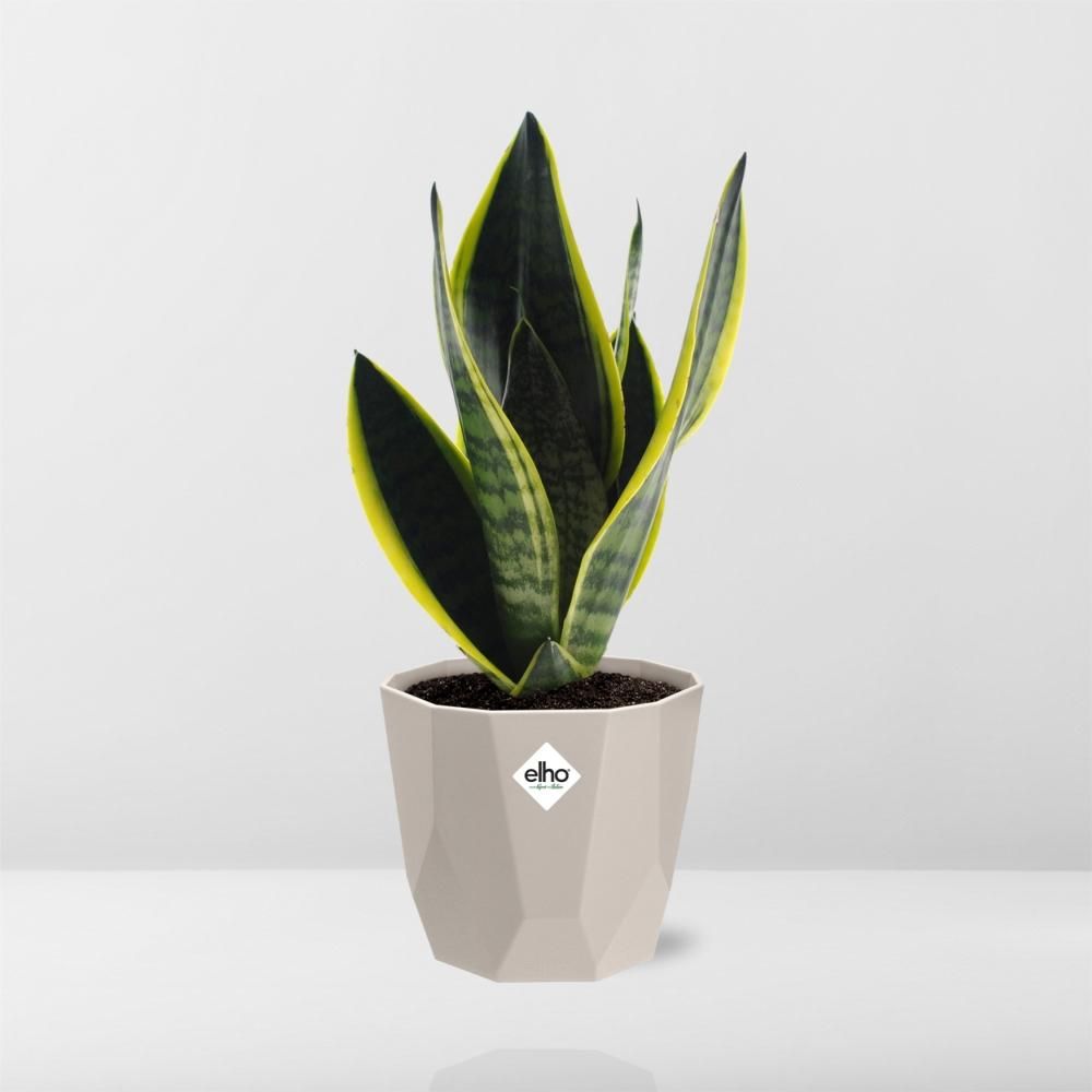 Sansevieria Futura Superba in ELHO b.for rock 14 cm warm grey (21776)