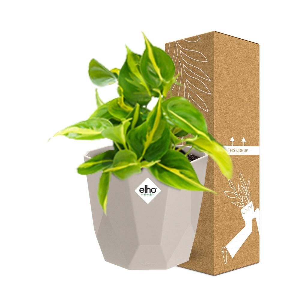 Philodendron Scandens ‘Brasil’ in ELHO b.for rock 14 cm warm grey (21613)