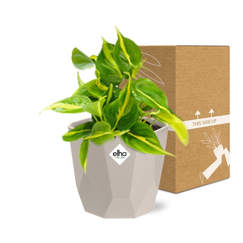 Philodendron Scandens ‘Brasil’ in ELHO b.for rock 14 cm warm grey (21613)