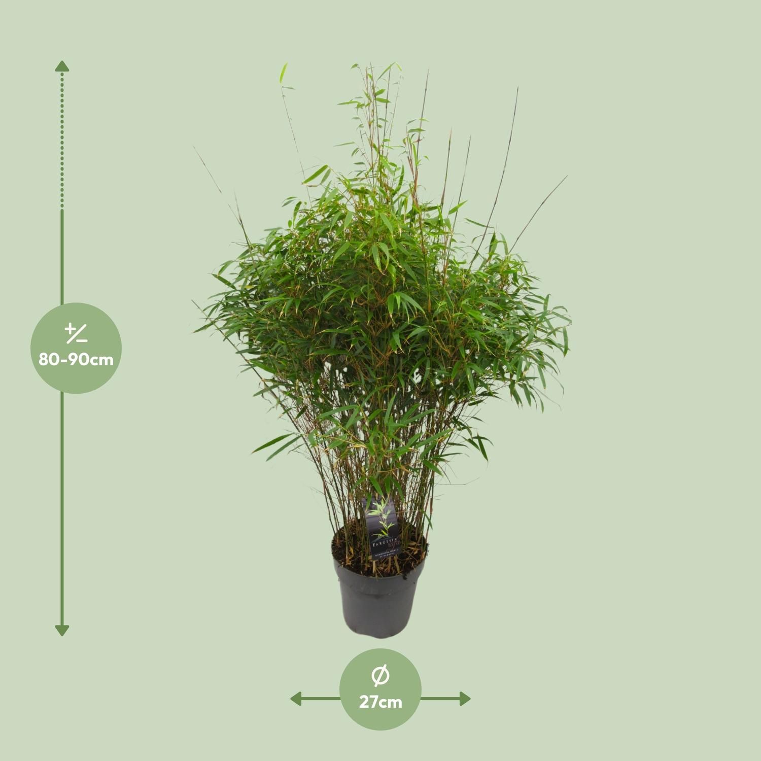 Fargesia 'rufa' - Niet-woekerende Bamboe (25459)