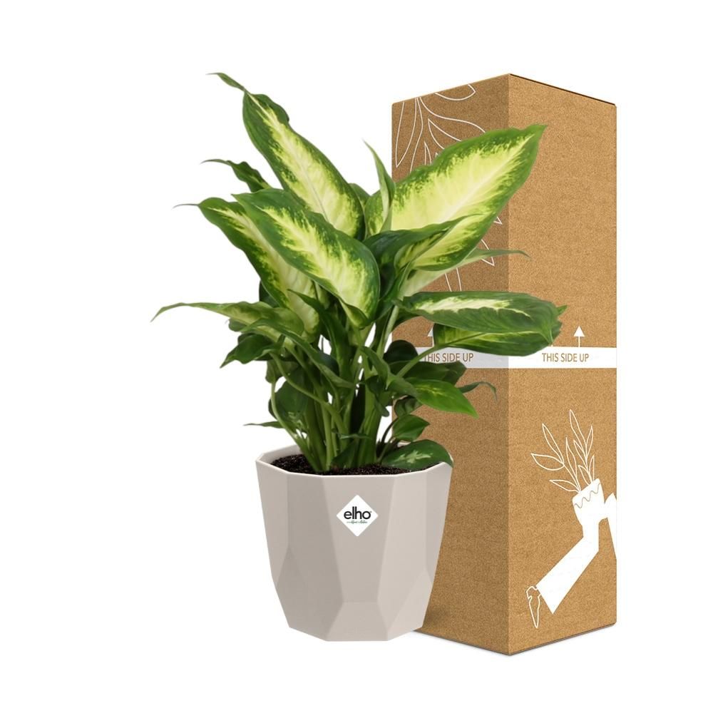 Dieffenbachia ‘Camilla’ in ELHO b.for rock 14 cm warm grey (21771)