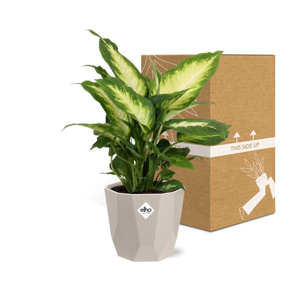 Dieffenbachia ‘Camilla’ in ELHO b.for rock 14 cm warm grey (21771)