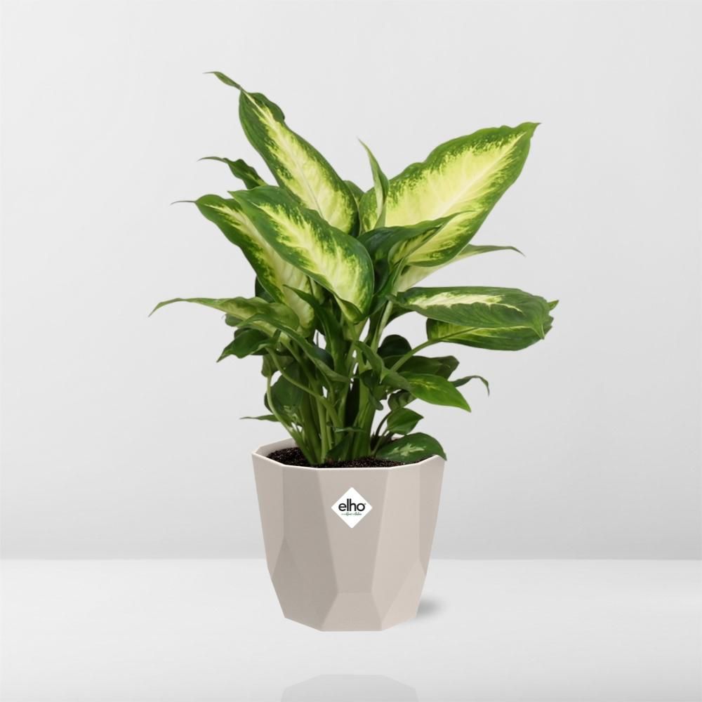 Dieffenbachia ‘Camilla’ in ELHO b.for rock 14 cm warm grey (21771)