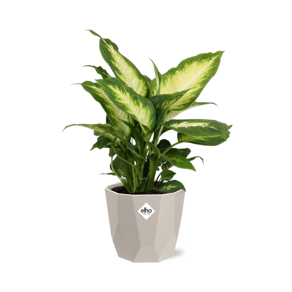 Dieffenbachia ‘Camilla’ in ELHO b.for rock 14 cm warm grey (21771)