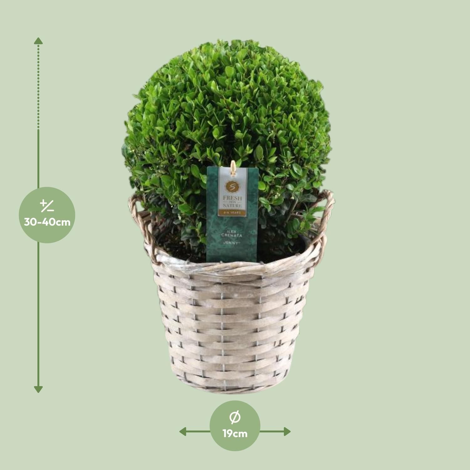 Ilex Crenata 'Jenny'® Ball Ø20cm P17 In Basket (24845)