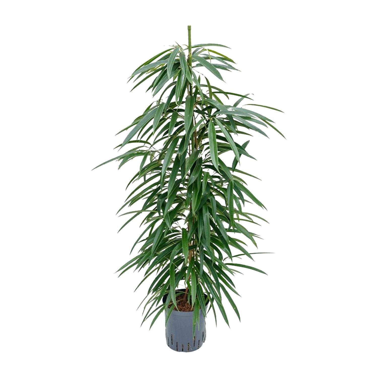 Ficus Binnendijkii 'Alii' (HYDRO) (30786)