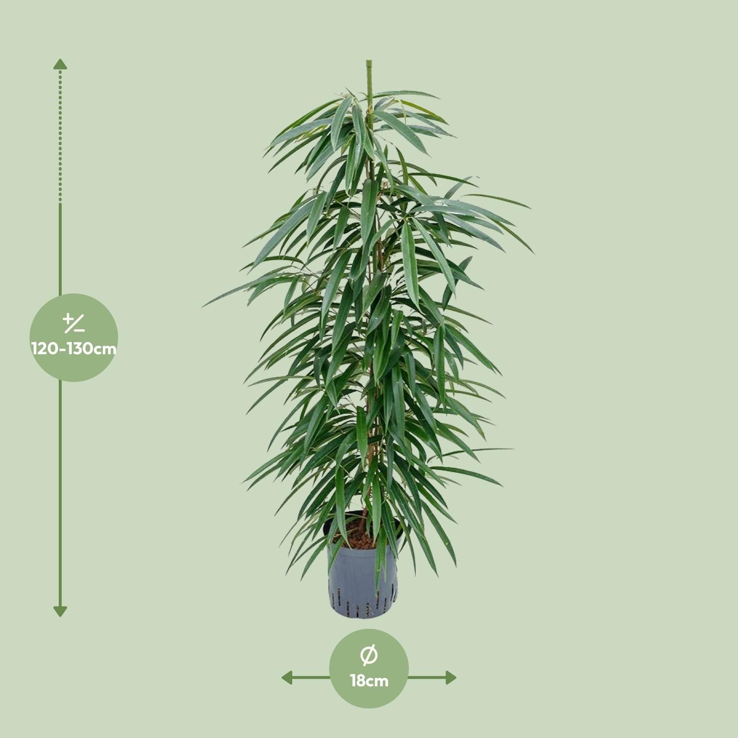 Ficus Binnendijkii 'Alii' (HYDRO) (30786)