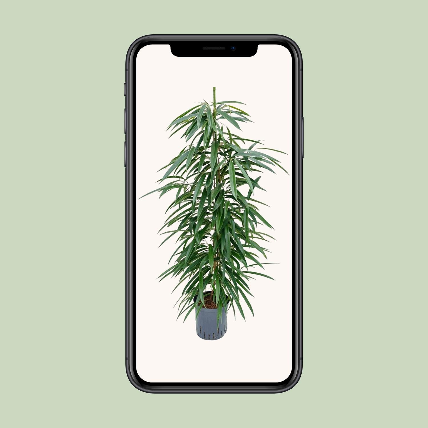 Ficus Binnendijkii 'Alii' (HYDRO) (30786)