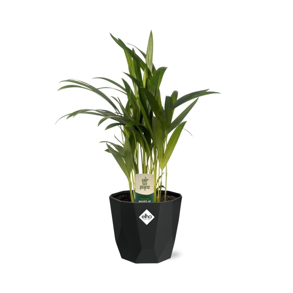Dypsis Lutescens (Areca) 12cm in 14cm b.for rock living black (21653)