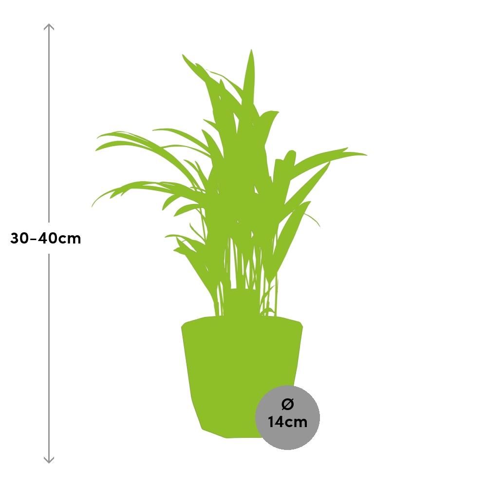 Dypsis Lutescens (Areca) 12cm in 14cm b.for rock living black (21653)