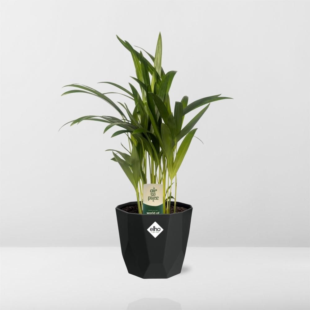Dypsis Lutescens (Areca) 12cm in 14cm b.for rock living black (21653)
