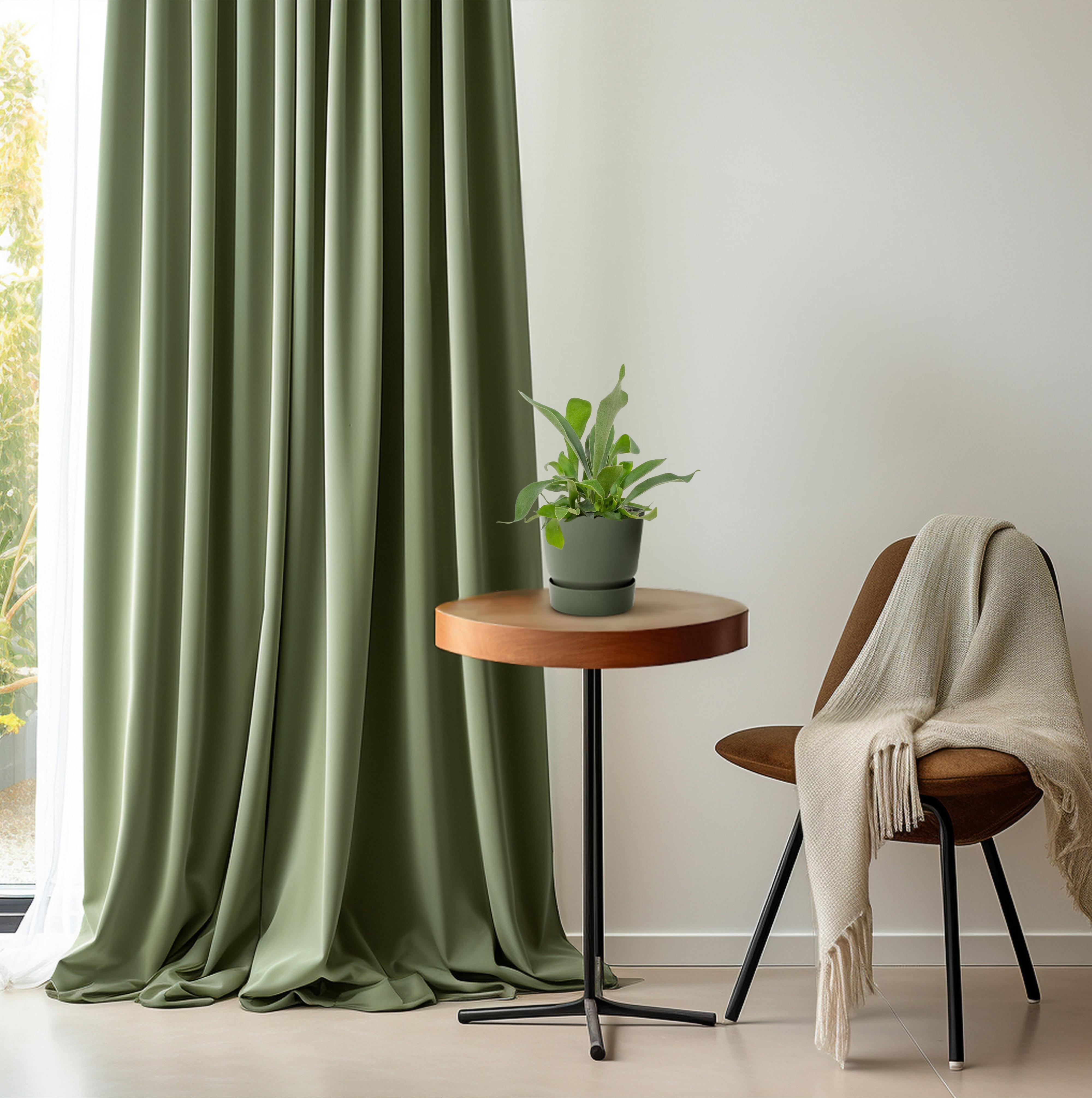 Platycerium Netherlands 12cm (28780)