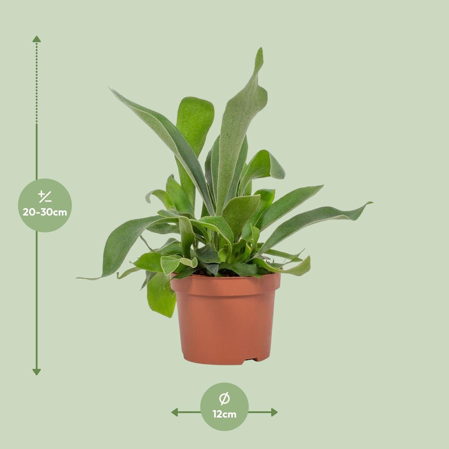 Platycerium Netherlands 12cm (28780)