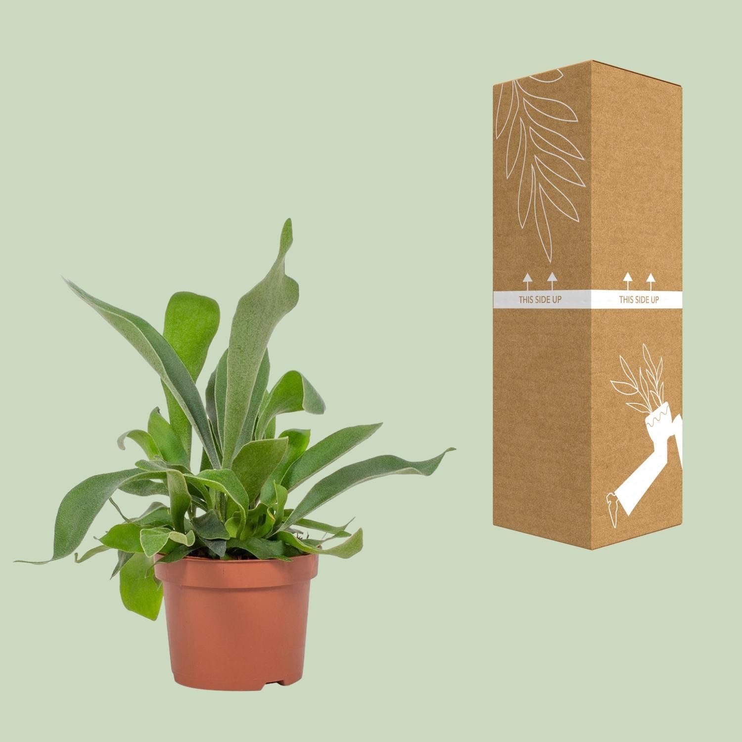 Platycerium Netherlands 12cm (28780)