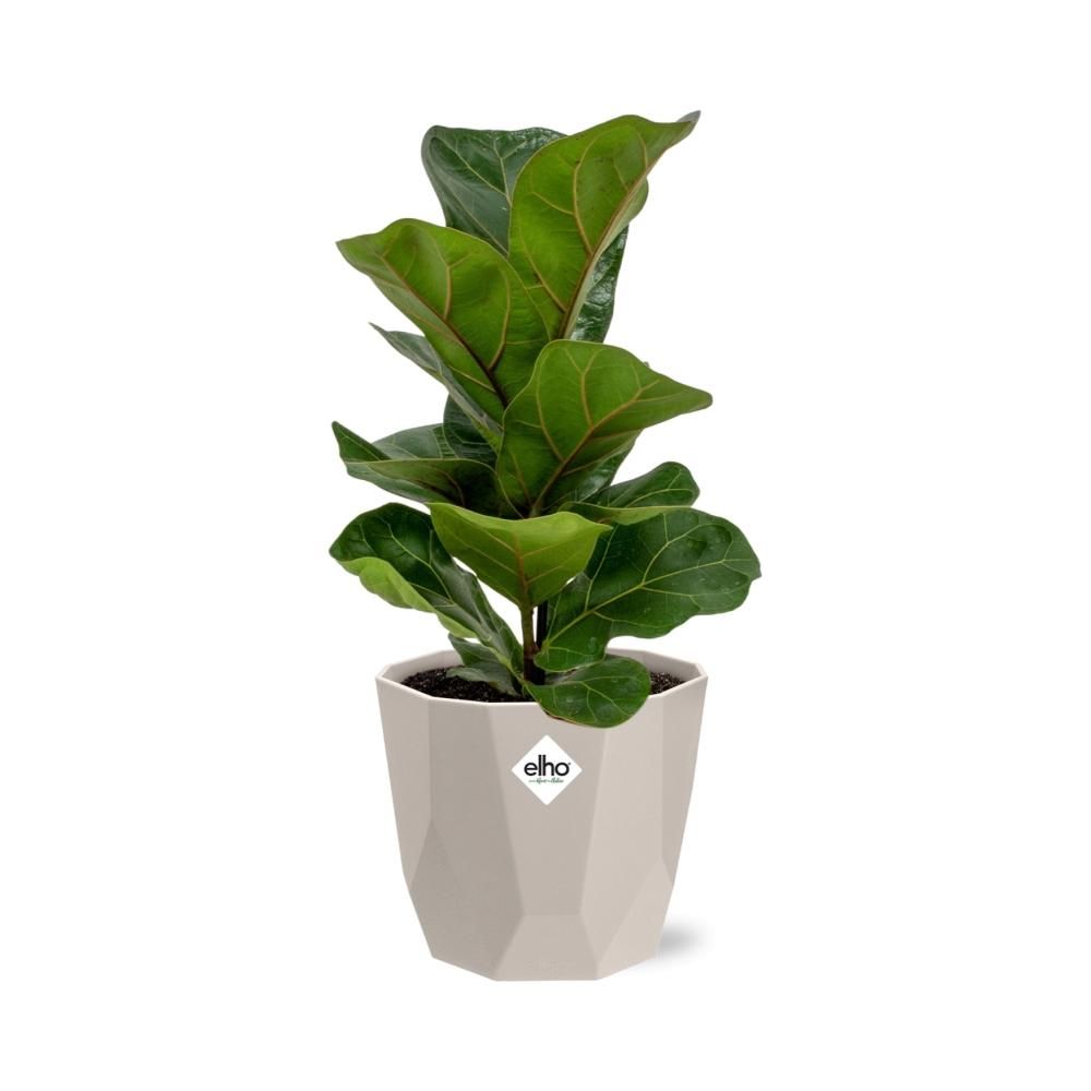 Ficus Lyrata ‘Bambino’ in ELHO b.for rock 14 cm warm grey (21628)