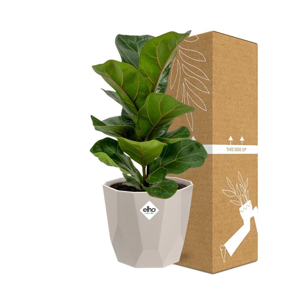 Ficus Lyrata ‘Bambino’ in ELHO b.for rock 14 cm warm grey (21628)