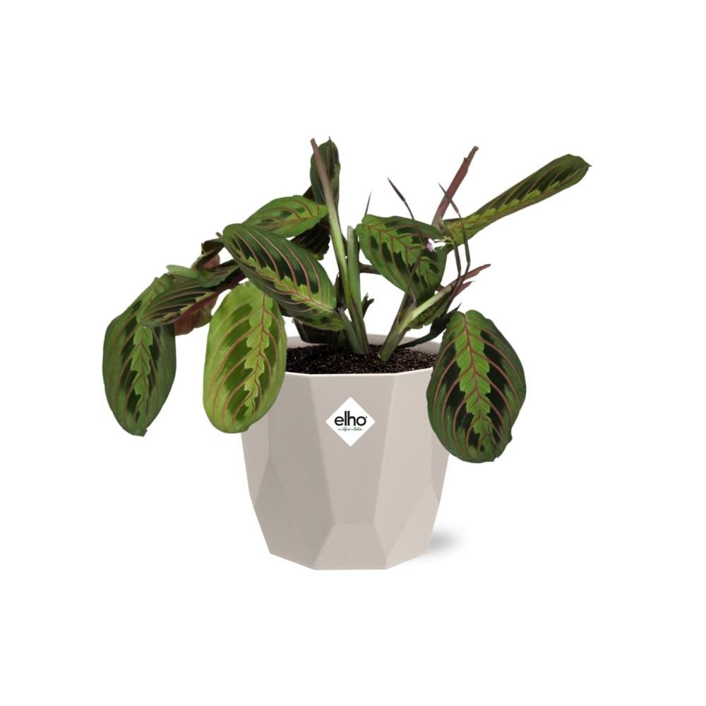 Maranta Leuconeura ‘Fascinator’ Tricolor in ELHO b.for rock 14 cm warm grey (21611)