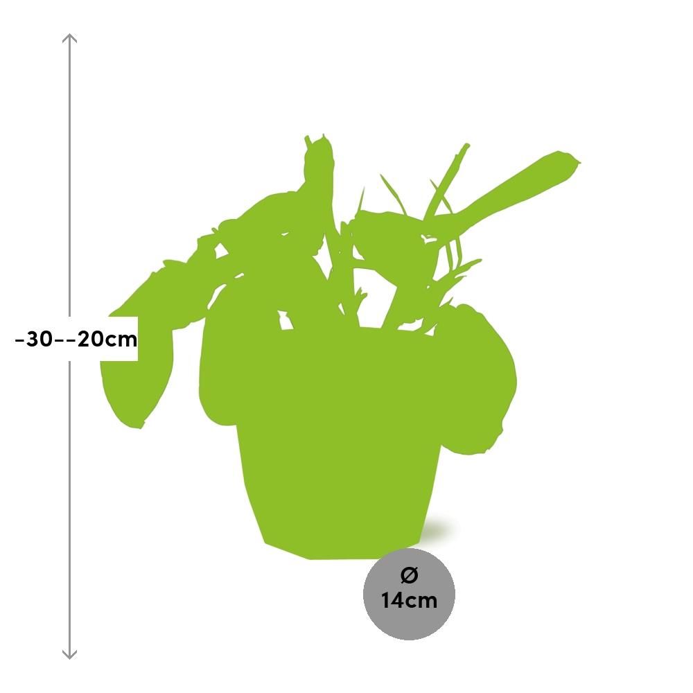Maranta Leuconeura ‘Fascinator’ Tricolor in ELHO b.for rock 14 cm warm grey (21611)
