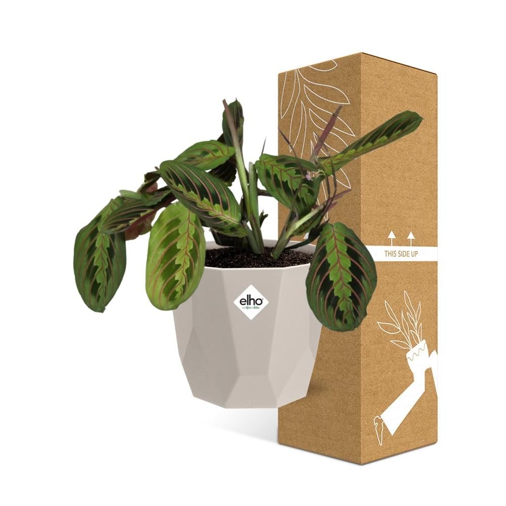 Maranta Leuconeura ‘Fascinator’ Tricolor in ELHO b.for rock 14 cm warm grey (21611)