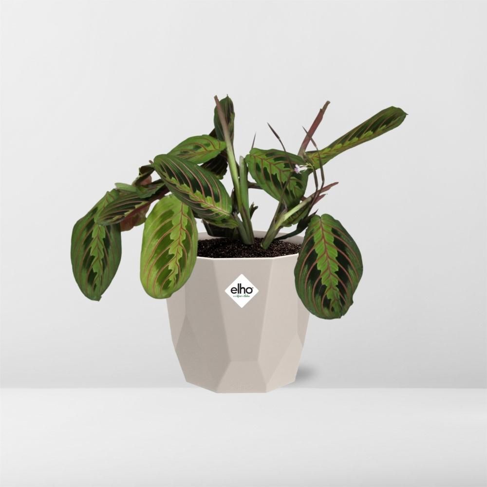 Maranta Leuconeura ‘Fascinator’ Tricolor in ELHO b.for rock 14 cm warm grey (21611)