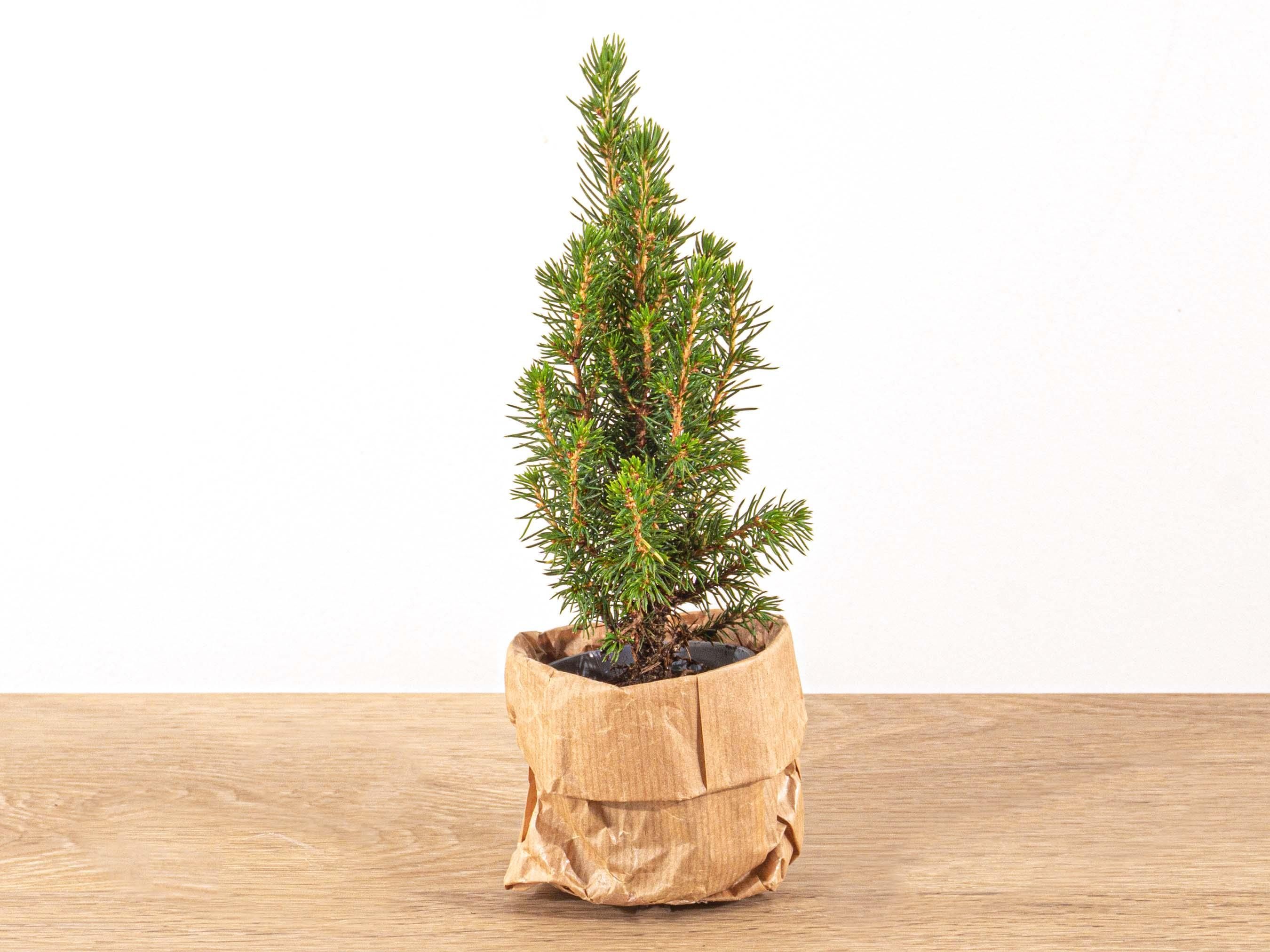 Baby Christmas tree - ↕15-20 cm - Ø 6 cm - Picea Glauca Perfecta (23480)
