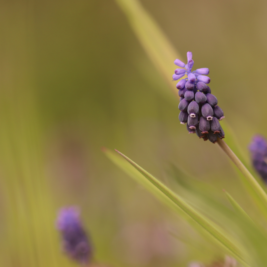 Garden basics 6x Liriope muscari 'Moneymaker' - ↕10-25cm - Ø9cm (47901)