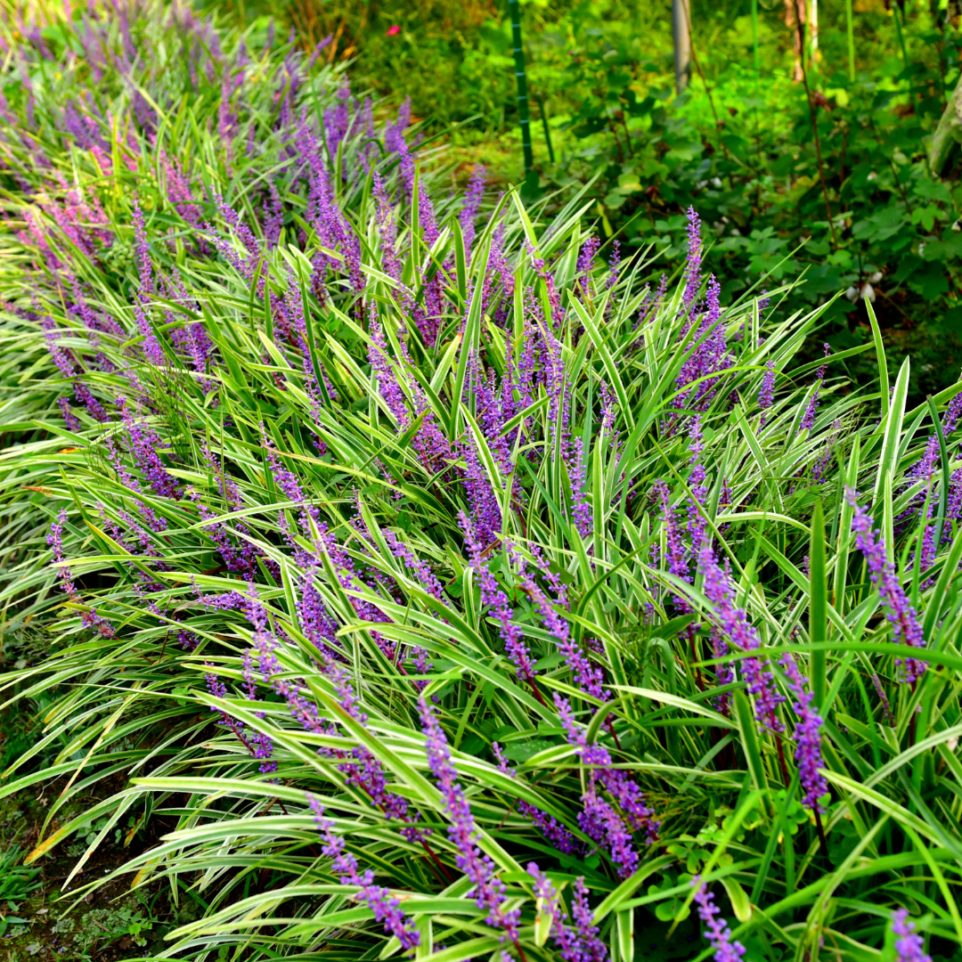 Garden basics 60x Liriope muscari 'Moneymaker' - ↕10-25cm - Ø9cm (47905)