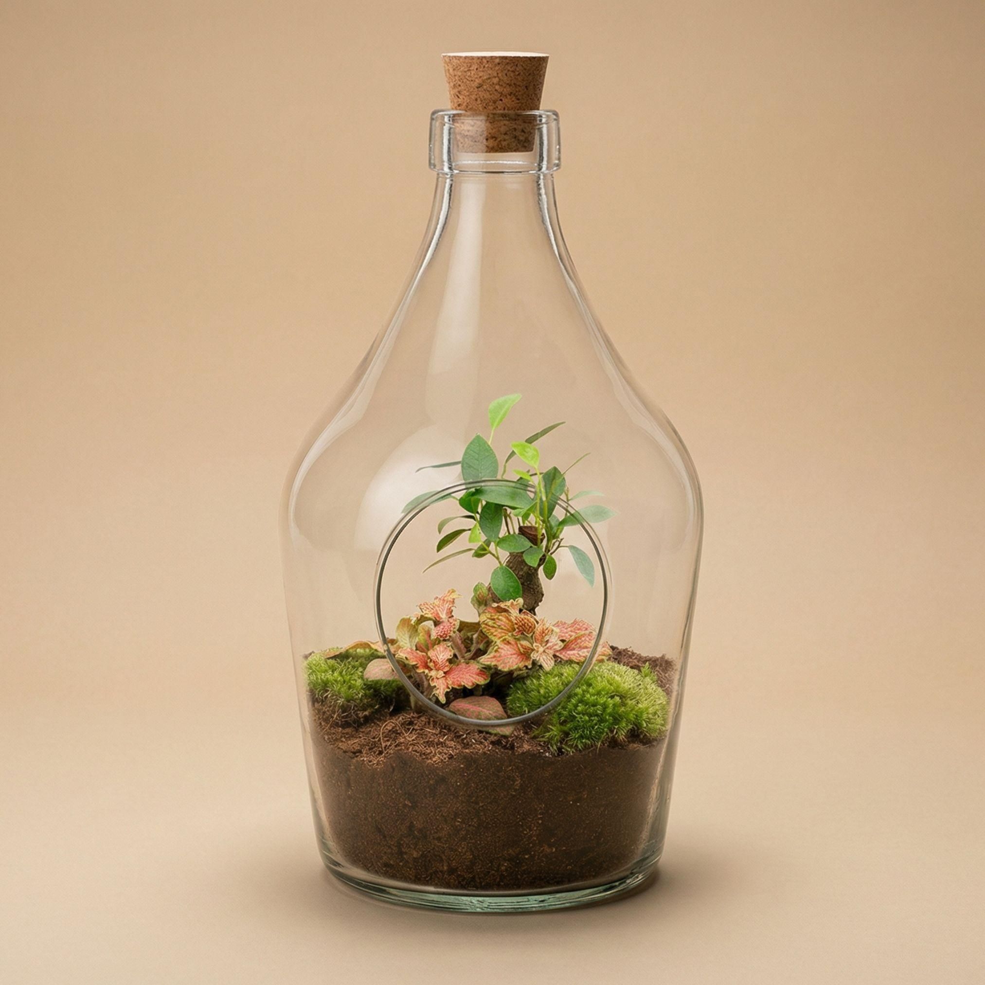 Open terrarium John - Bonsai & Ruby Lime ↑ 30 cm (8720872025391)