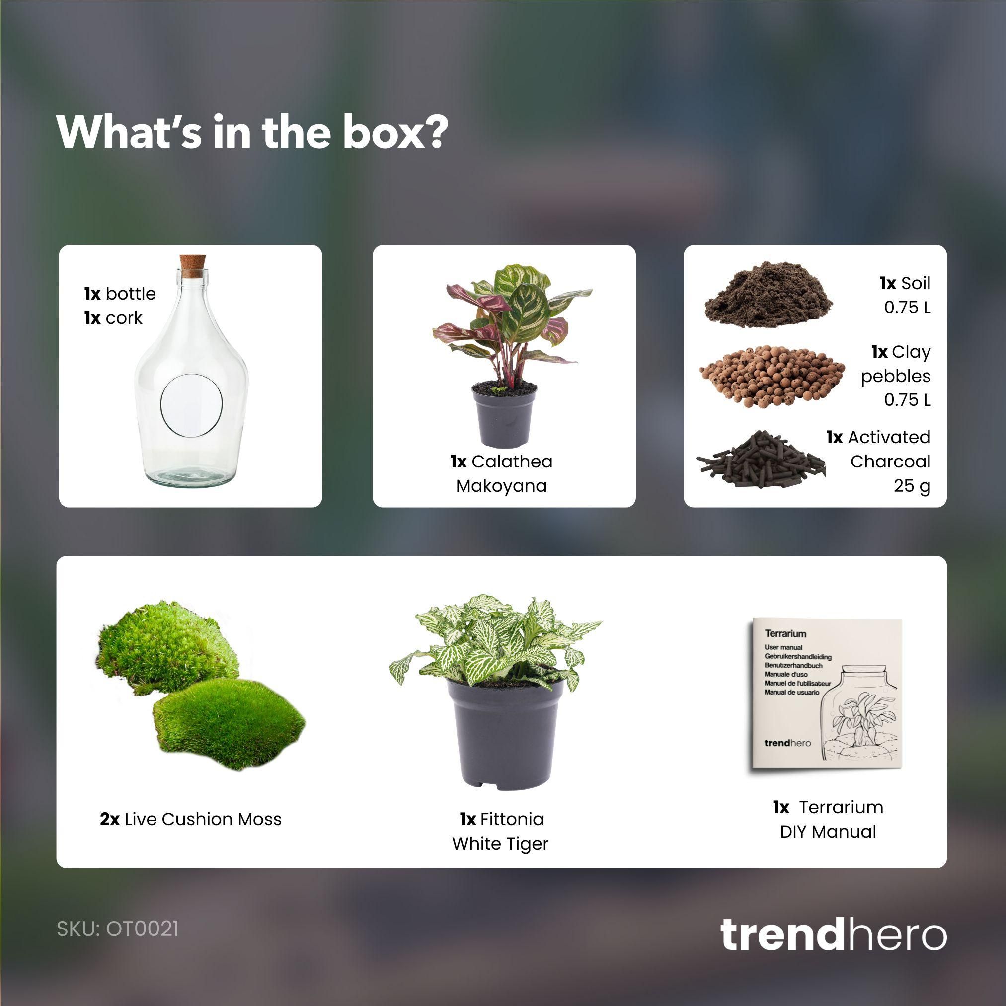 Open terrarium Joss - Calathea Makoyana & Fittonia white Tiger (8720872025407)