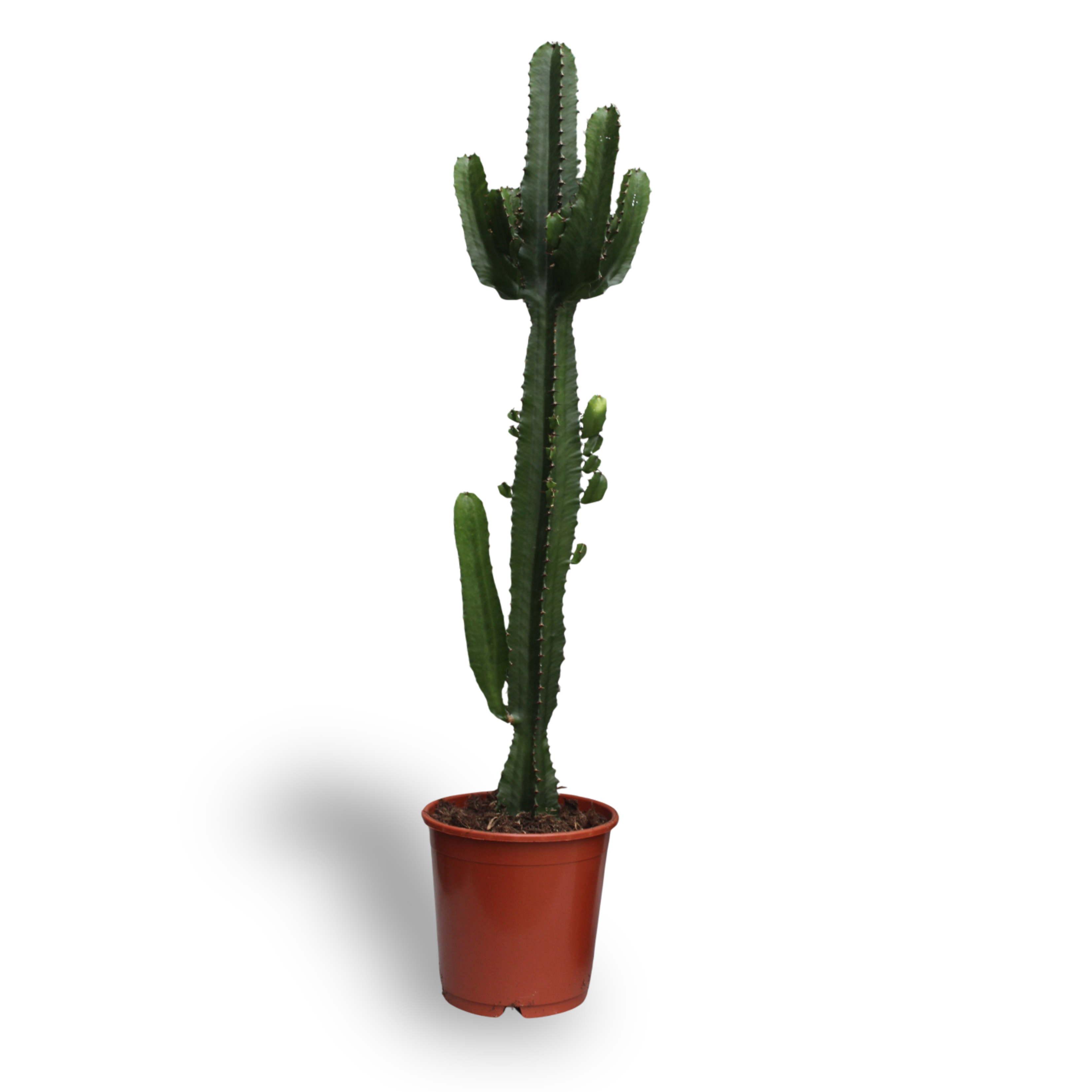 Euphorbia Acrurensis (8720634285285)