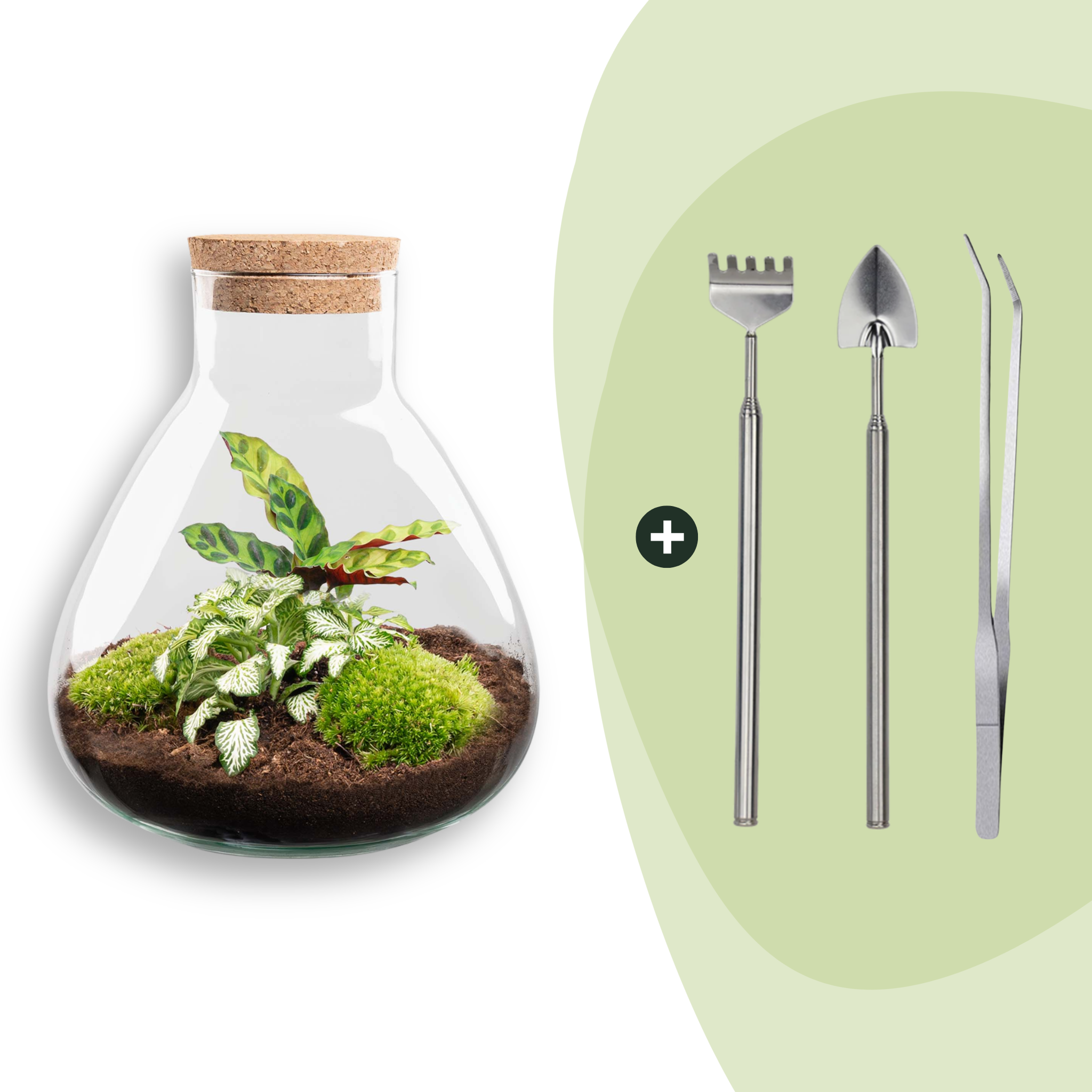 DIY terrarium - Sammie Calathea - Rake + Shovel + Tweezer (8720726958011)