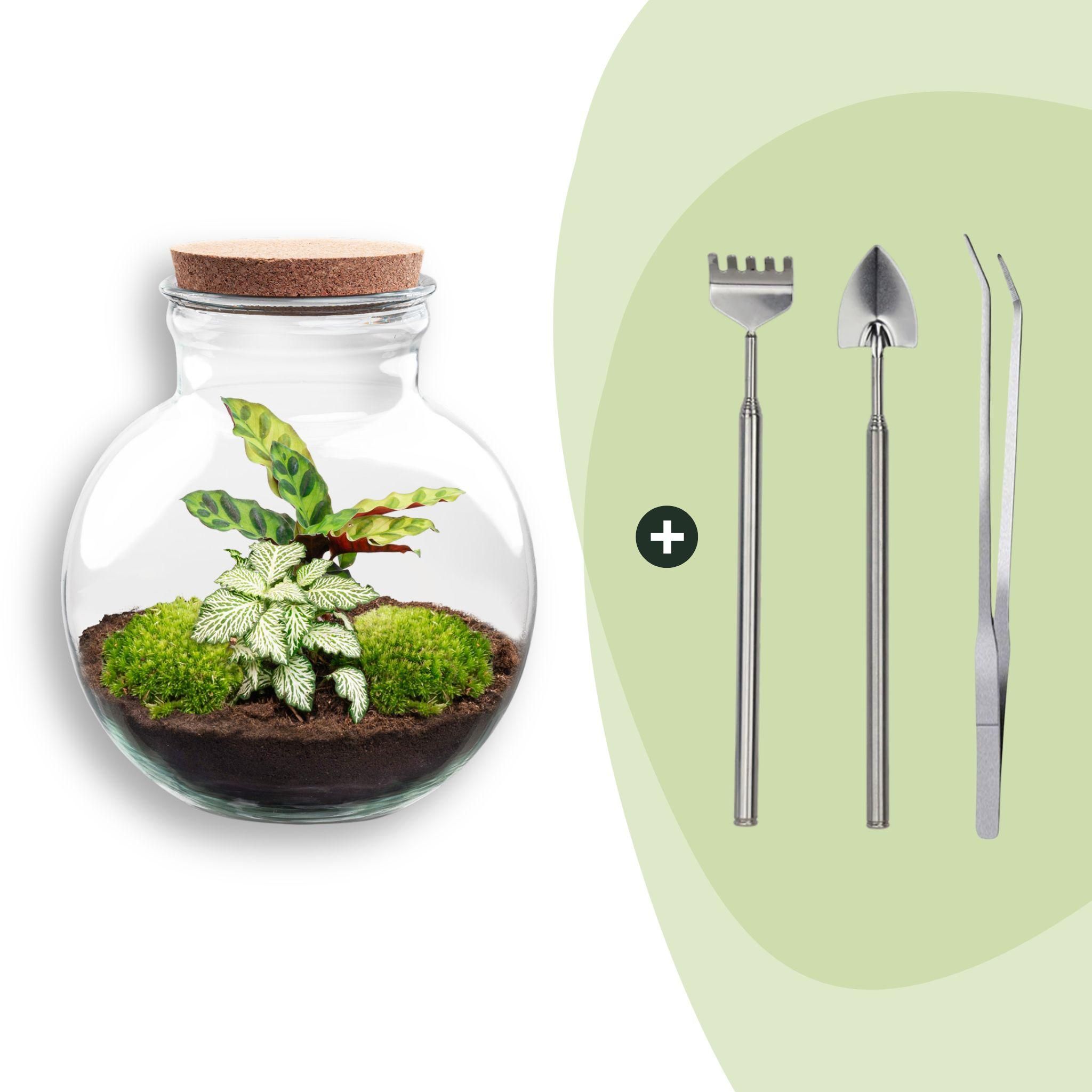 DIY Planten terrarium (met licht) - Teddy - Ø 25 cm ↑ 26,5 cm - Rake + Shovel + Tweezer (8720726958394)