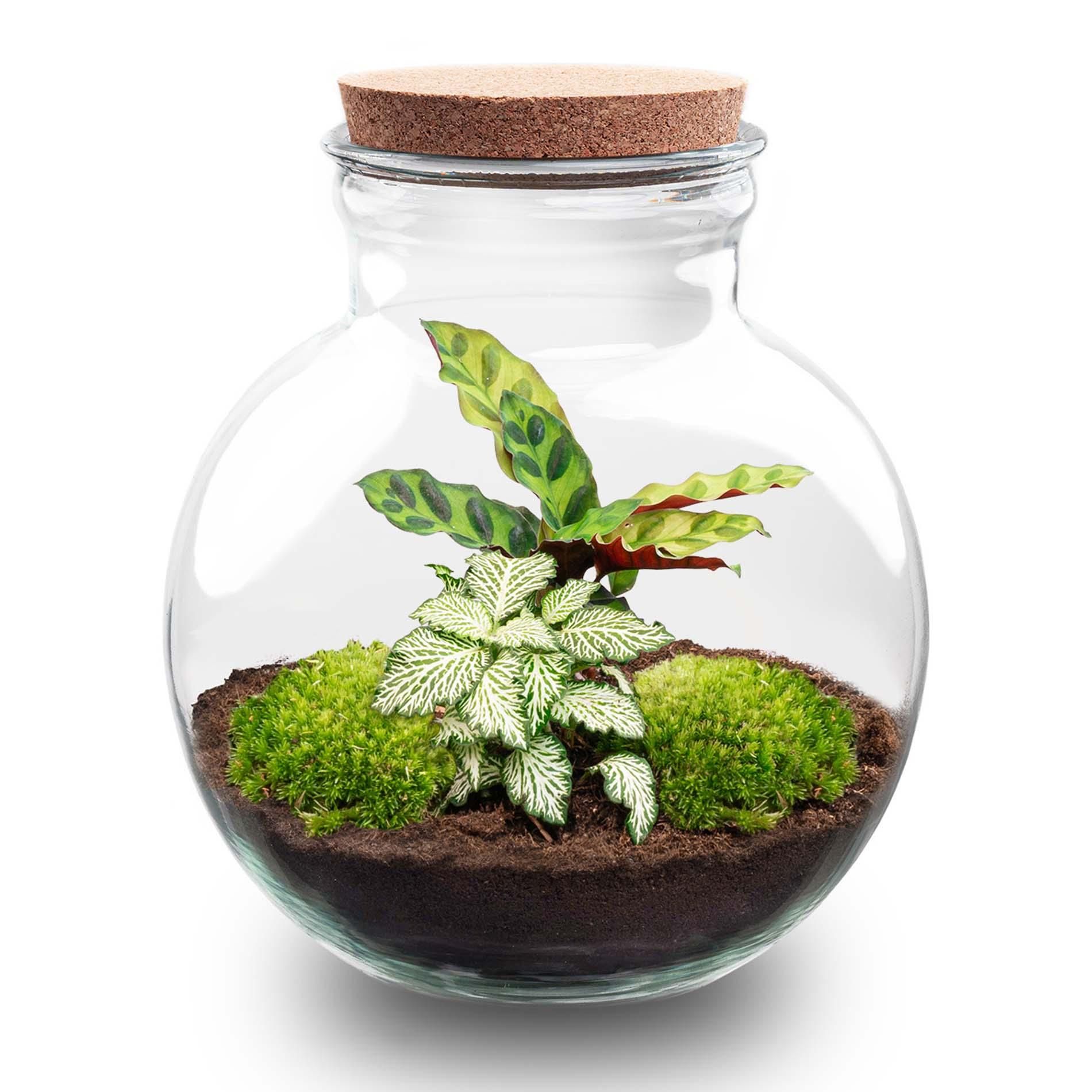 DIY Planten terrarium (met licht) - Teddy - Ø 25 cm ↑ 26,5 cm - Rake + Shovel (8720726958387)