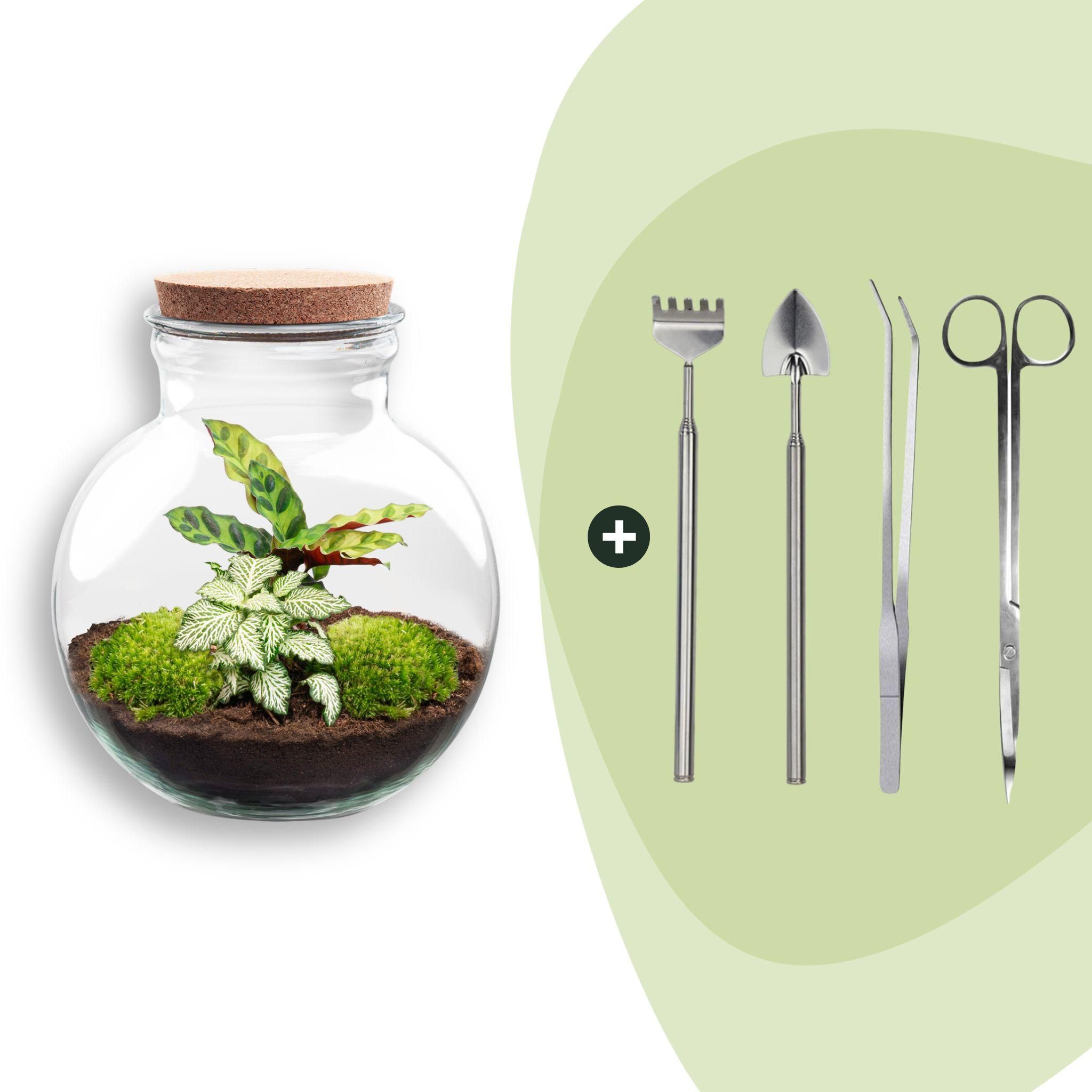 DIY Planten terrarium (met licht) - Teddy - Ø 25 cm ↑ 26,5 cm - Rake + Shovel + Tweezer + Scissors (8720726958400)