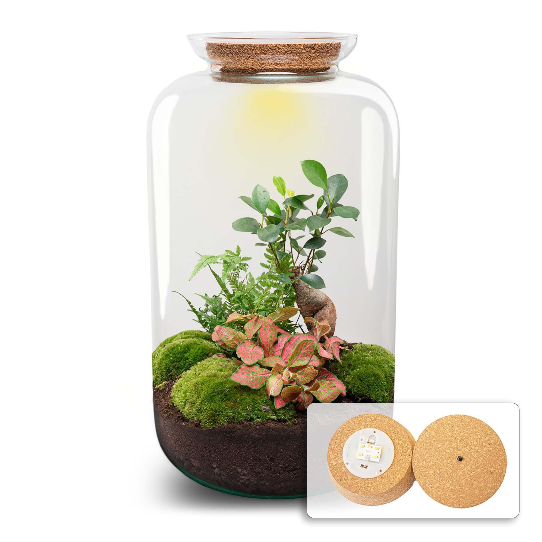 DIY terrarium - Sven Bonsai - Met verlichting - Normal (8719327599884)